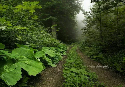 طبیعت زیبای رامسر