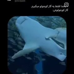 این داستان:گاز کوچولو...