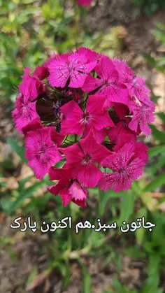 جاتون خالی عزیزان❤️❤️❤️🌹