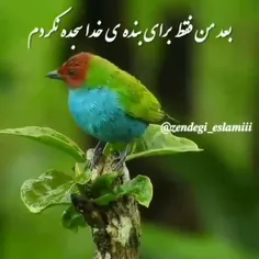 وقتی شیطانم کم میاره👹