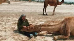 لالایی خواندن یک مادر سالخورده برای شترها😀