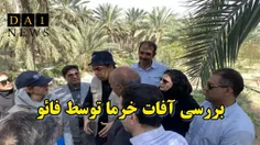 بررسی آفت سرخرطومی حنایی خرما توسط سازمان غذا و کشاورزی م