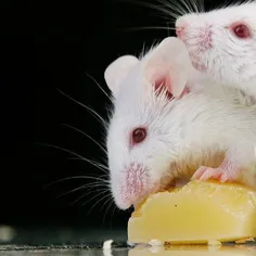 تحقیق: طول عمر موش‌ها با کم کردن تعداد وعده‌های غذا افزای
