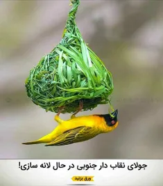 #پرندگان