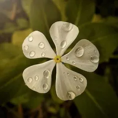 اثر  ناله ی عشاق ز هر ساز مخواه