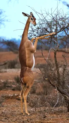 گرنوک (Gerenuk) که به نام غزال زرافه نیز شناخته می‌شود، ی