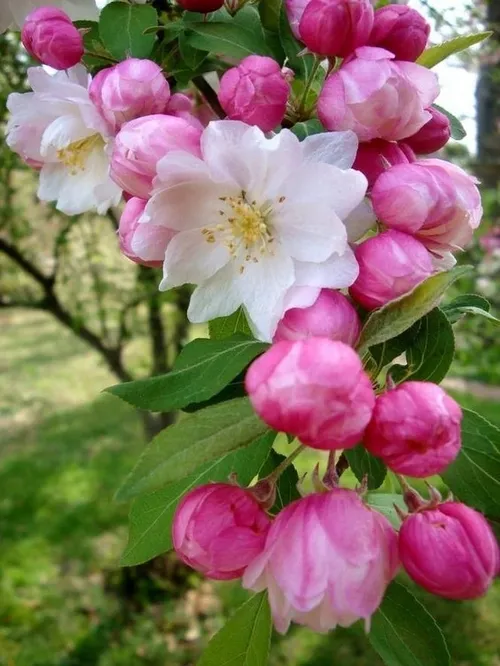 بهارانه🌼🌱