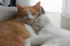 چه  عاشقانه  خوابیدن