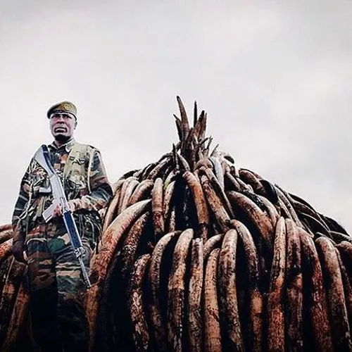 Photo by @farahkhad "105 tons of ivory (representing some