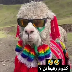 گوسفند باکلاس😎🐑