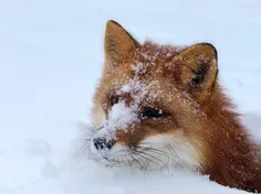 روباه ها عاشق فصل زمستان اند