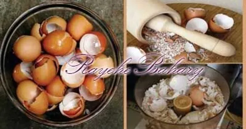 کاربردهای عجیب پوست تخم مرغ در پرورش گل و گیاه
