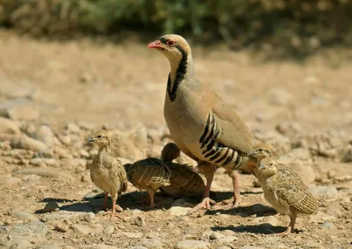 چقد قشنگه