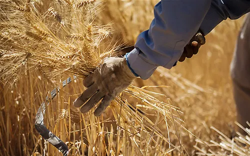 ما درین انبار گندم می کُنیم