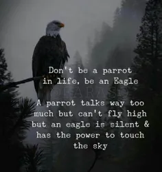 توی زندگی یه طوطی نباش،یه عقاب باش.