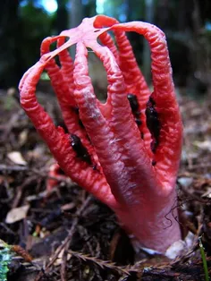 قارچ clathrus atcheri که به انگشتان شیطان معروف است.