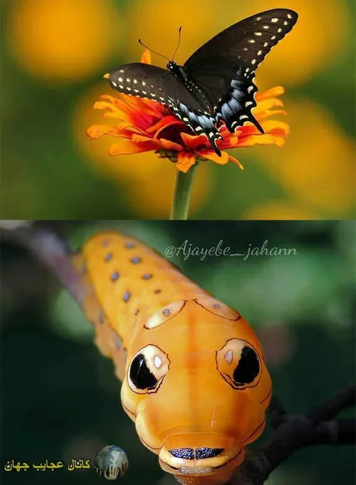 پروانه ی دُم چلچله ای اسپایس بوش قبل و بعد از دگردیسی. شف