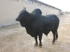 ‌در تصویر عکس یه گاو رو مشاهده میکنید