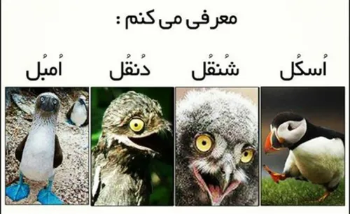 معرفی میکنم:😄