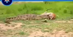 تمساح وقتی فهمید که شکارش باردار است او را رها می کند