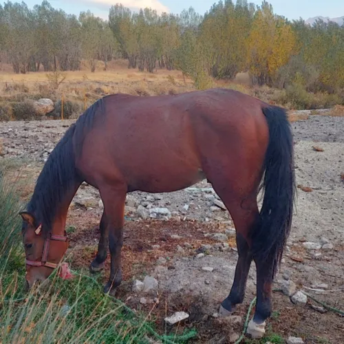 اسب زیبا در روستای روان