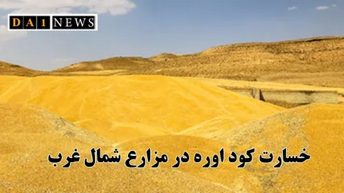 مصرف کود اوره به مزارع استان های شمال غرب خسارت وارد کرد