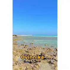 ویسگون ovinnika 32525886