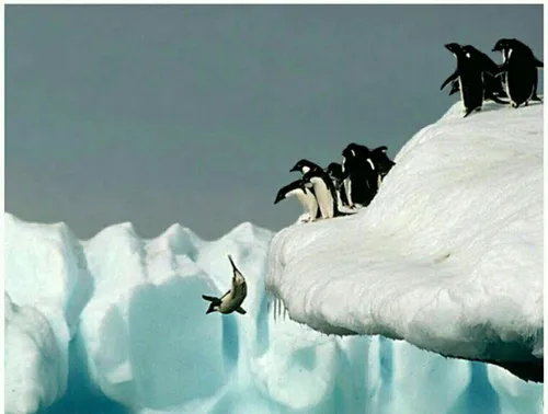 💢 دربسیاری موارد دیده شده که پنگوئن ها قبل از پریدن در در