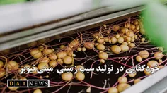 صالحی جوزانی عنوان کرد: خودکفایی در تولید مینی‌تیوبر سیب‌زمینی در کشور