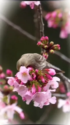 صباح الخیر 🍃🌺🌸🩷