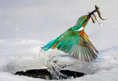 شکار پرنده زیبا