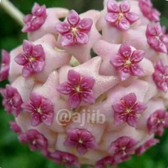 گل زیبای Hoya Aldrichii 