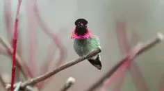 پرنده شگفت‌آوري که در هر حرکتي رنگ خود را تغییر می‌دهد...