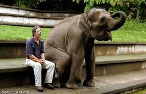 فیل هم میتونه مثل ادما بشینه