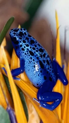 #Frog