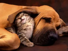 سگ و گربه هم اخرش باهم دوست شدن