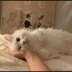 تنها شیرینی ای که با خوردنش چاق نمی شم 🌼🥺🎀
