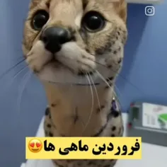 به سلامتی همه ای فروردینی ها مسل خودم،💃💃💃