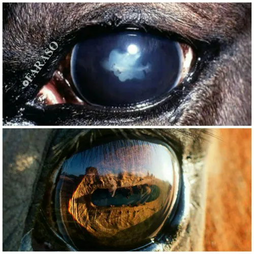 اندازه ی چشم اسب ها ۹ برابر چشم انسان هاست. در اصل اسبها 
