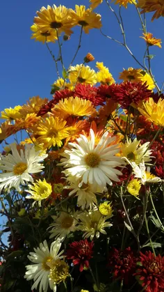 سلام مهربانان🌻 