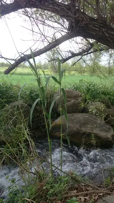 طبیعت زیبای سوسن