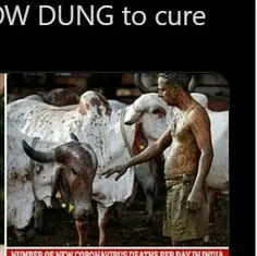 استفاده از فضولات گاو برای درمان کرونا در هند !