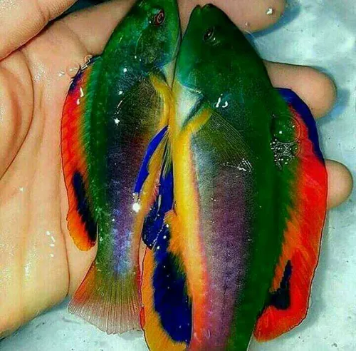 رنگی ترین ماهی جهان