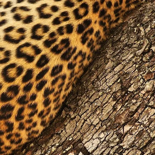 Leopard fur and bark. OkavangoDelta, Botswana. Shot on as