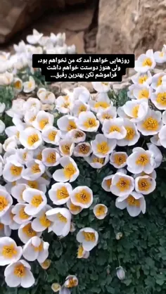 روزی خواهد آمد که من نخواهم بود ولی هنوز دوستت خواهم داشت