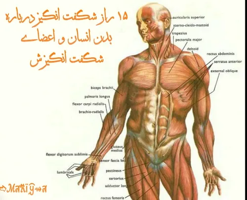 ۱۵ راز شگفت انگیز درباره بدن انسان و اعضای شگفت انگیزش