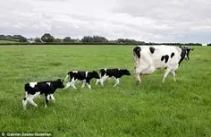 یه روز گاو پاش میشکنه دیگه نمی تونه بلند شه ، کشاورز دامپ