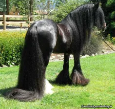 چه اسب اسبی