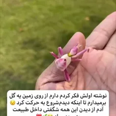 آدم از دیدن این همه شگفتی در طبیعت به وجد میاد🥹🌱