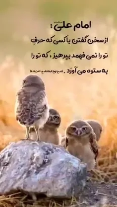 fasiloof-71355 75823652